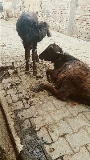 #newमारवाड़ीcomedy #funny #funny #comedy #comedy #animals #virel #attitudeboy