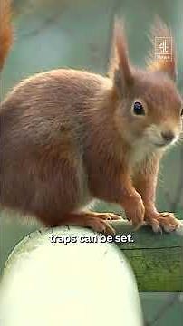 Red squirrels rise again as Aberdeen eliminate American greys