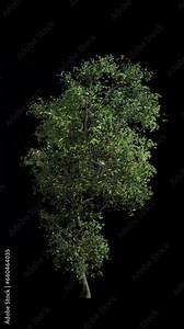 Beautiful growing deciduous tree animation with wind. 3D animated realistic tree with alpha channel ( transparent background). HQ motion graphic.
