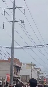 Mentally ill monkey climbing