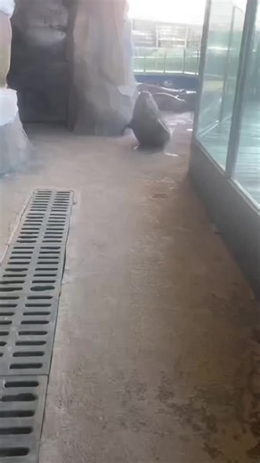 Funny Seal Moments That Will Make You Smile