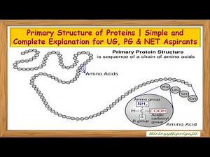 Primary Structure of Proteins | Simple and Complete Explanation for UG, PG & NET Aspirants.