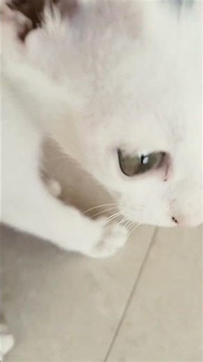 Cat editing# cute cat# shorts# Ksds galattas