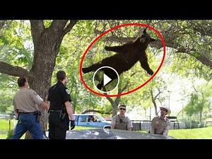 Bears Being Silly And It’s Hilarious #Video