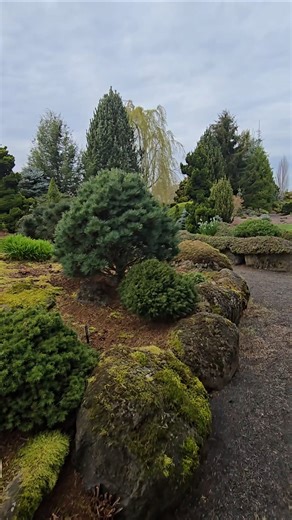 Blue Ball Korean Pine #gardening #conifer #landscaping #gardendesign #iselinursery