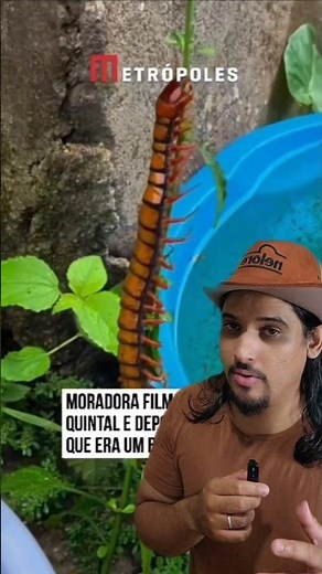 Centipede or millipede? / One of the most venomous animals on the planet?