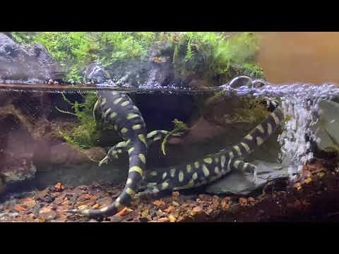 Paludarium / Terrarium Setups