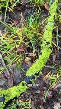 See This on Your Trees? Your Air Might Be Healthier Than You Think! #airhealth