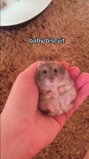 hamster maze | funny Hamsters Videos Compilation | hamsters