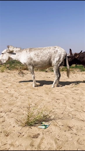 Thè donkeys #viralvideo #shortvideo #viralshorts