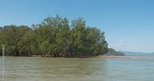 Mangrove forest biom in Phang Nga bay national park, important for biom ecology.