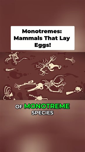 MindBodyBoostr on Instagram: "Monotremes: the strangest mammals. Only 5 species left. They lay eggs and feed milk from pores. Nature's oddballs. original video: @tededucation #Monotremes #Echidna #Platypus #Mammals #AnimalFacts #Wildlife #Biology #Evolution"