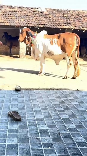 #Kohnur #gold 🥇🥇. #Rajputana #gir #Cow 9773407942. #24. K. #Gold #animal #cowlavrs #milkcow #farmg #horaslavrs #popular #Bhavnagar #Gujarat | Rajputana Gir Deri Farm