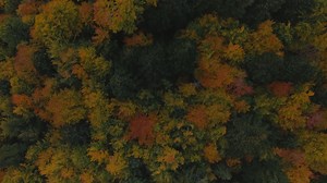 1.3K views · 543 reactions |  Culorile fabuloase ale toamnei în...