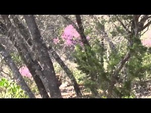 Redbud - Cercis mexicana