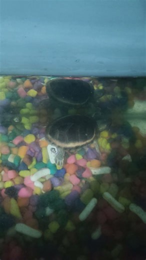 rarest turtle 🐢 #facts #turtlewatching #pets #turtle #funny #animals #ihavethisthingwithplants #vlog