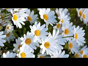 4 Simple Steps to Grow Edelweiss & Make It Bloom!