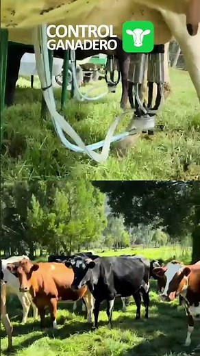 🐄📲 What is Livestock Control? | The tool that is transforming livestock farming