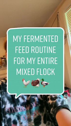 Here my flock feed routine #fermentedfeed #flock #flockfeed #coop #chickens #ducks #turkeys #chcikencoop #chickenfeed @gardeningsimplified