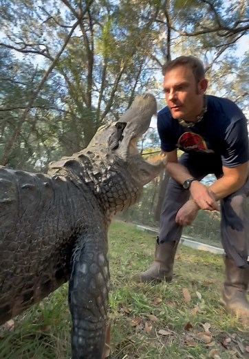 The Truth About Alligator Feeding Misconceptions