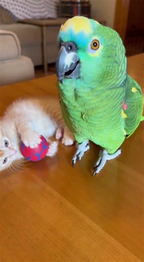 Parrot talking, cat judging 🦜🐱😆#funnyanimals #catlife #viral #talkingparot