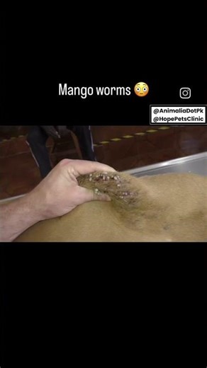Mango Worms In Dog...
