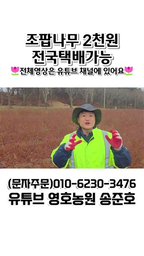 Selling a beautiful white poplar tree for 2,000 won