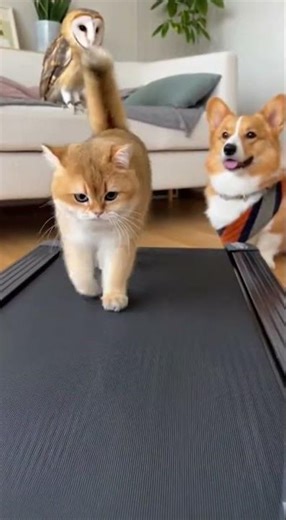 Cat Falls Off Treadmill — Corgi & Owl in Unexpected Workout Fails #funny #pets #treadmill
