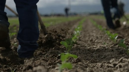 Undocumented California farm workers face deportation risk