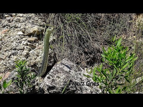 Couleuvre de Montpellier Malpolon monspessulanus (Mister P)