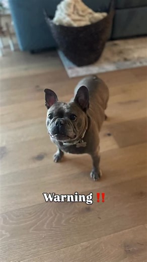 Georgia, sweet Georgia! 🍑 This little peach has officially hit the adoption market and she’s ready to treat her forever family to endless cuddles, neighborhood strolls, and adorable play sessions (candy corn stuffies included). Georgia is a resilient girl who’s overcome a few medical hurdles and still believes life is sweet! She needs a family familiar with common Frenchie health needs and ready to smother her in love. If you think you’re the one she’ll have Georgia-on-her-mind… apply now! Lear