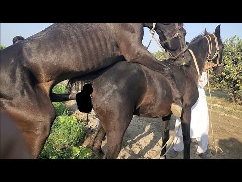 Mastering the Art of horse breeding:A Comprehensive Guide