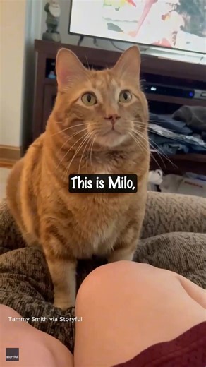 Animal doozy on Instagram: "🐱💨 Ever wonder why your cat suddenly gags or makes that dramatic “retch” sound? It’s not being dramatic — it’s being smart. When cats taste spoiled food, bitter medicine, or anything toxic, their body reacts instantly with a gag reflex to spit it out. This reflex helps them avoid plant toxins and dangerous compounds that other animals might handle easily. And that funny “grimace” cats make after sniffing something strange? That’s a Flehmen response — a scent-analysi