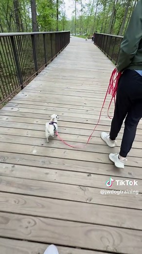 Reactive Dog Training: Passing Another Dog Successfully