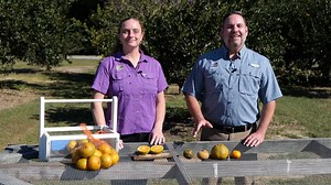 There’s a reason why some satsuma fruits look very different than others. LSU AgCenter horticulturist Jason Stagg talks with AgCenter horticulturist Anna Timmerman to find out what causes some fruits to look abnormal and to understand when satsumas are properly ripened. | LSU AgCenter