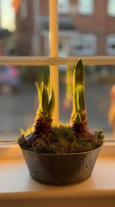 Waxed amaryllis — the easiest, most magical winter bloom 🎄🤍 No soil. No pot. No watering. Just place, display and watch it grow. Beautiful on their own, personalised with a name, or styled in a vase with ribbon… they make the perfect gift or a simple way to bring life into your home when the garden is looking tired and the days are cold and grey. 🔗 https://www.trianglenursery.co.uk/search?term=Amaryllis bulbs Also included in the video from Triangle Nursery: Carpet moss Bowl - Metallic leaf p