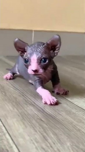 Sphynx kitten meowing