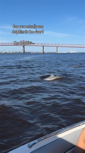 2K views · 5.5K reactions | The dolphins love our St. Johns River. Come and try to spot them with us!  ⛴️ Join a river cruise. Link in bio. | St. Johns River Taxi | Facebook