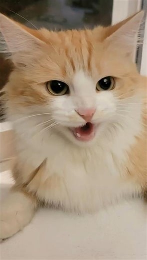 Drama queen Dio🐈 the cat #cat #catvideos #catlovers