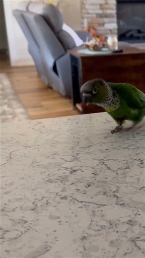 She chose violence. #violence #conures #birds #aggressive ￼