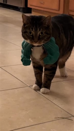 Shimmer ✨ on Instagram: "I put Hulk hands on my cat, do you think she’ll make it on the Avengers? #cats_of_instagram #hulkhands #3dprints #3dprints #cat3d"