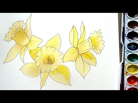 Daffodil Flower Drawing - Contour Line and Watercolor