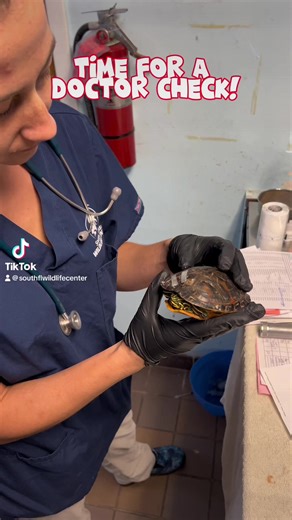 Patient Update! 🐢❤️This Red-bellied Turtle was found in Miramar with a crack along the top of the shell. Since arriving, this patient has undergone fixation surgery to stabilize the fracture and allow for proper alignment while healing. This turtle is currently receiving care in our Wildlife Ward while the injury continues to heal. Check out this video from this patients doctor check and swim time!#savetheturtles #wildliferehab #communityconservation #wildlife #turtle | South Florida Wildlife C