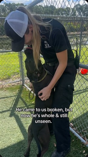 People don’t always realize how intimidating the shelter can be for a dog. It’s stressful, chaotic, loud. Different faces peering into your kennel, people sticking their fingers in between the bars. A lot of dogs shut down, and it’s hard to gauge their real personalities. Some dogs come in from a quiet home, and the shelter may be terrifying. Others are strays and come in shut down, and in comparison to their street lives, the shelter feels safe and comforting. This is Darwin’s (A573597) story. 