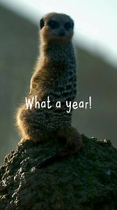 What a year 2020 has been... But we’re here to make sure the end of 2020 is NOTHING like the rest 🙌 We’re determined to SAVE CHRISTMAS 🎄🎅 Connect with nature, family and friends this festive season 🥰️ Add some Chester Zoo magic to your Christmas 👇 www.chesterzoo.org/lets-save-christmas | Chester Zoo