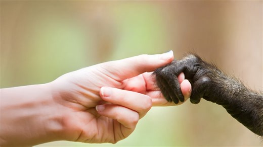 20 Million Years of Evolution: The Complete Human Family Tree Explained