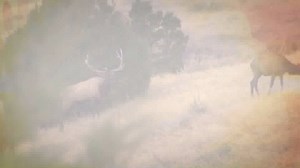 23K views · 479 reactions | Who will be crowned the World Elk Calling Champion? March 18th at the Salt Lake City ISE, we'll find out. For more info --> https://goo.gl/CaayM9 | Rocky Mountain Elk Foundation | Facebook