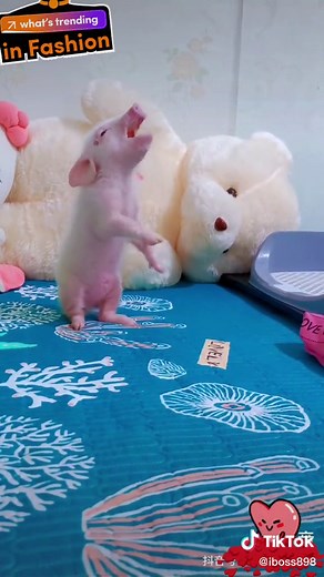 Wooden Pig Toy for Kids - Fun and Educational Pig Videos