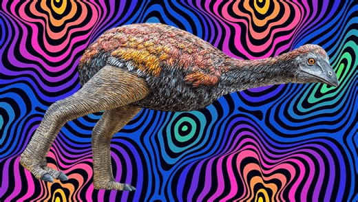 Myth, Mess, and Mitochondria: How The Biggest Bird To Ever Exist Evolved And Died In Madagascar