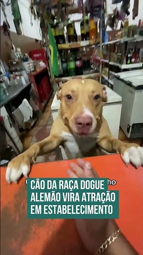 Cão da raça dogue alemão vira atração em estabelecimento! 😮🐶